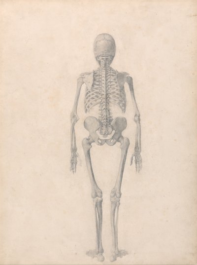 Esposizione anatomica comparativa della struttura del corpo umano con quella di una tigre e di un co... da George Stubbs